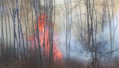W tym roku już 95 pożarów lasów