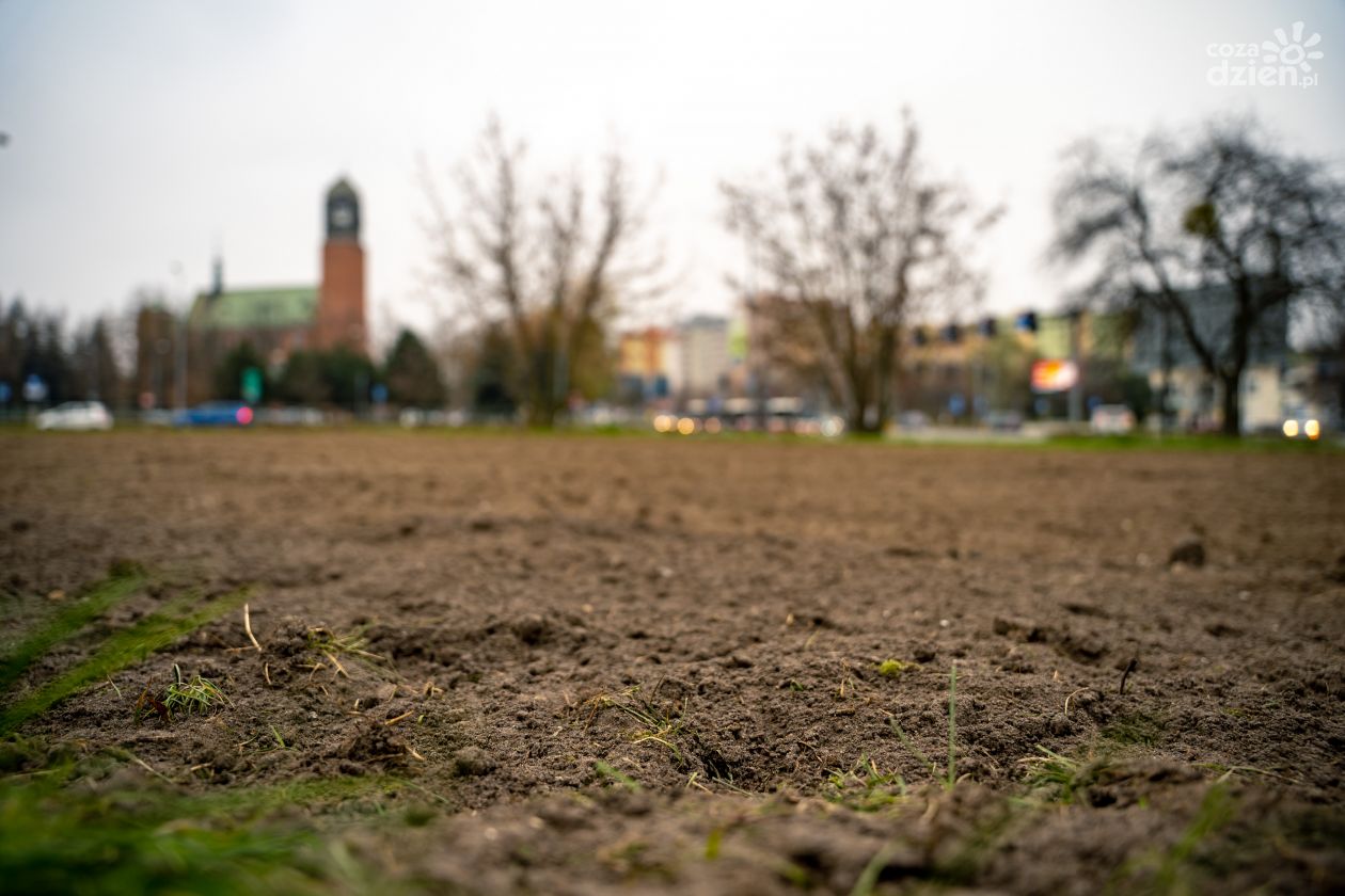 W Radomiu powstaną łąki kwietne (zdjęcia)