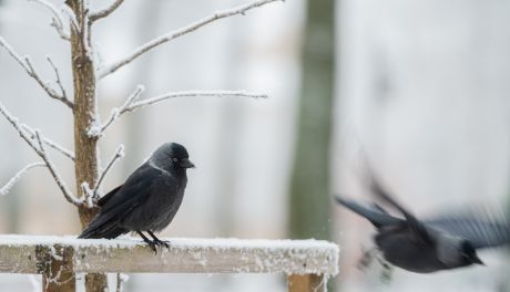 Ptaki zimą. Spacer po Radomiu z ornitologiem