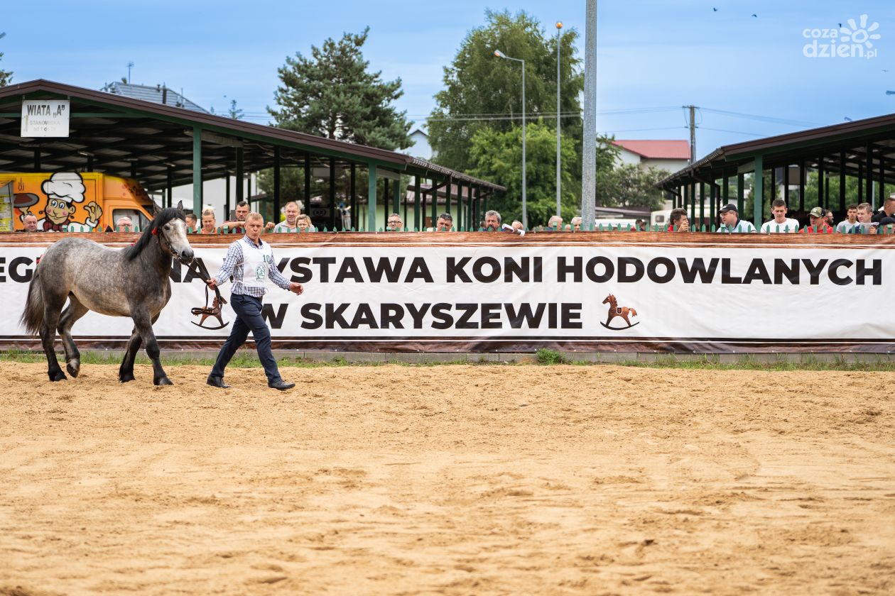 Wystawa koni hodowlanych podczas Dni Skaryszewa (zdjęcia)