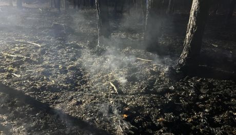 Region Płonął las koło Radomia