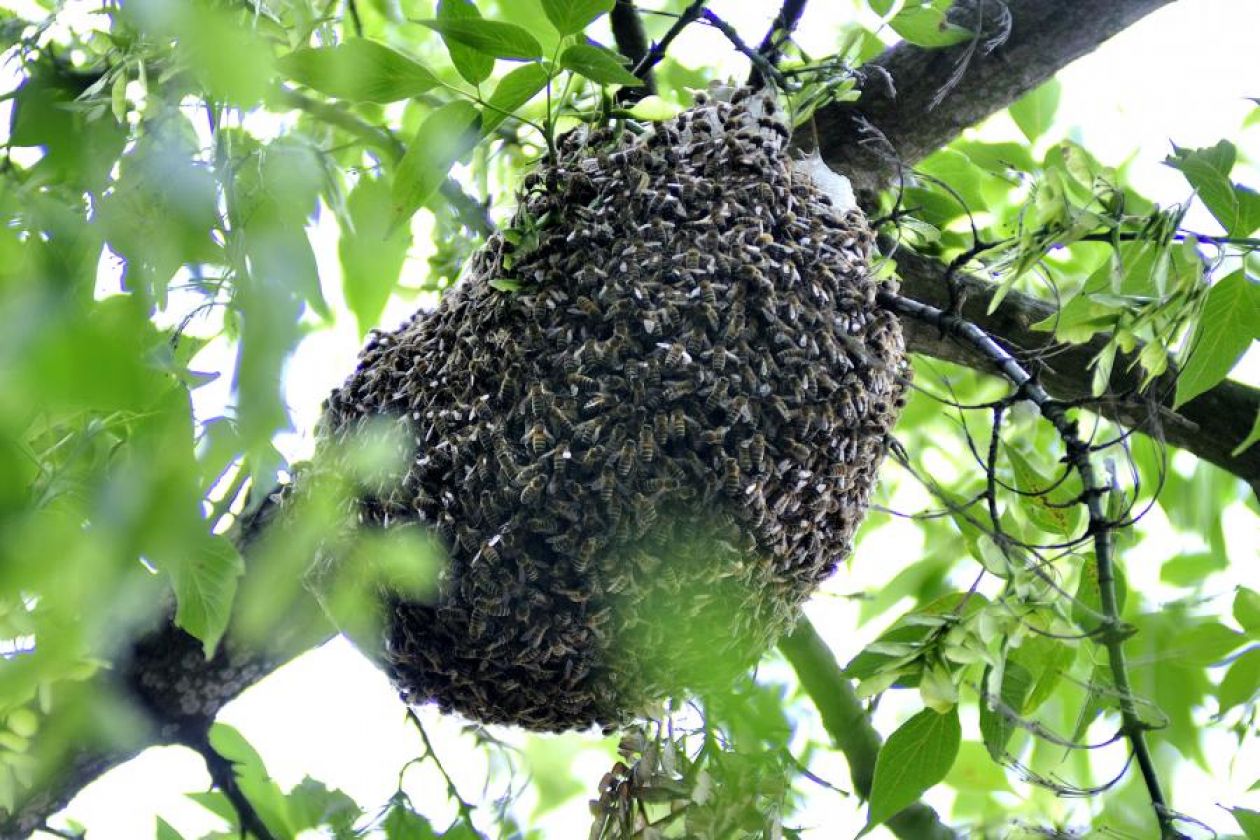 Kto usunie gniazdo pszczół, os lub szerszeni?